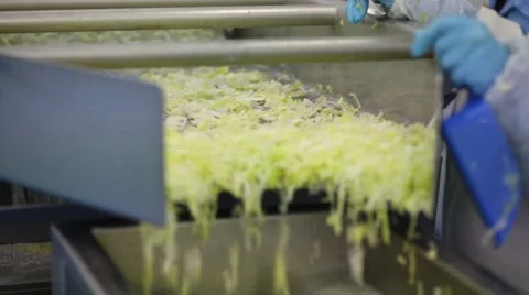 A close up fpcus pan shot of conveyor with lettuce Stock Footage 60765871