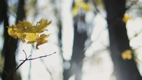 Close up of fragile maple leaves in wind in autumn with shallow depth of field Stock Footage 95941571