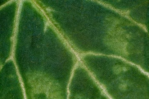 Close-up of a fragment of leaf Stock Photos