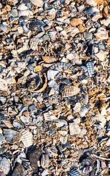 Close up of fragmented seashells and sand on a beach surface Stock Photos