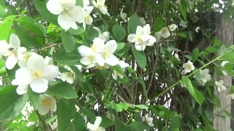 Close-up of fragrant jasmine flowers Vídeos de archivo 309365766