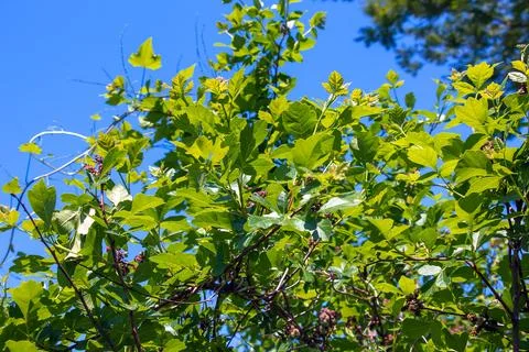 Close-up of fragrant sumac in spring. Latin name Rhus Aromatica. Sumac grow.. Stock Photos