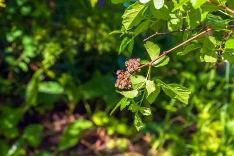 Close-up of fragrant sumac in spring. Latin name Rhus Aromatica. Sumac grow.. Stock-Fotos