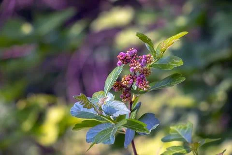 Close-up of fragrant sumac in spring. Latin name Rhus Aromatica. Sumac grow.. Stock Photos