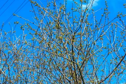 Close-up of fragrant sumac in spring. Latin name Rhus Aromatica. Sumac grows  Stock Photos