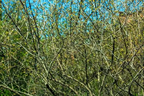 Close-up of fragrant sumac in spring. Latin name Rhus Aromatica. Sumac grows  Stock Photos