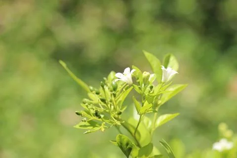 Close up of fragrant white murraya paniculata flower Stock Photos