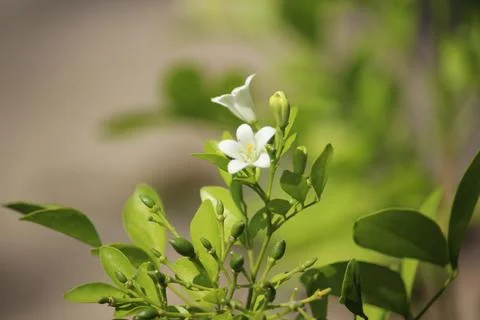 Close up of fragrant white murraya paniculata flower Stock Photos