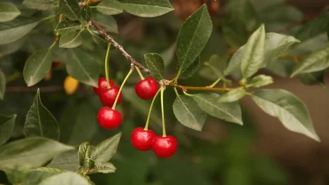 Close the frame. Cherry. Berries. Summer. Russia. 스톡 동영상 69940782