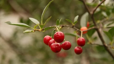 Close the frame. Cherry. Berries. Summer. Russia. Stock-Footage 69940822