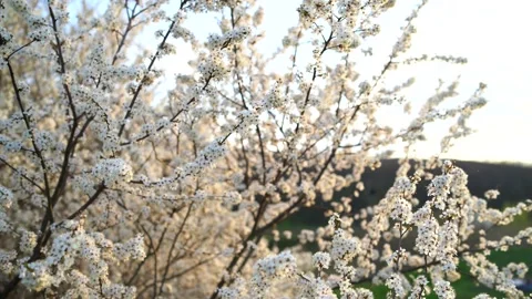The close frame of the flowering tree, the white spring flowers on the branches Stock Footage 157746571