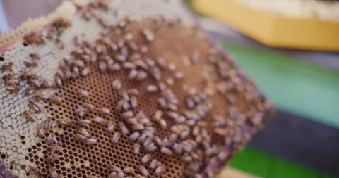 Close-Up of a Frame Full of Honey and Bees Working on It Stock Footage 277006306