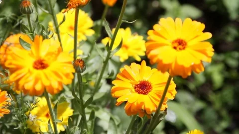 Close the frame. Garden flowers. Summer. Russia. 動画素材 69940766