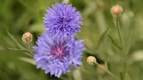 Close the frame. Garden flowers. Summer. Russia. 動画素材 69940892
