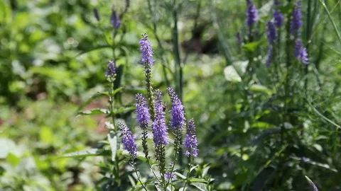 Close the frame. Garden flowers. Summer. Russia. 動画素材 69941401