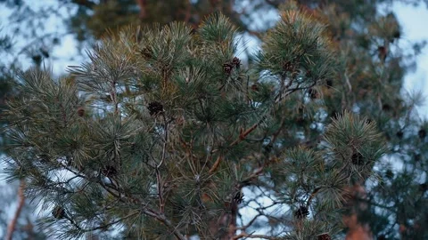 Close-up frame of pine tree moving under the gentle gust of wind. Natural Vídeo Stock 154682584