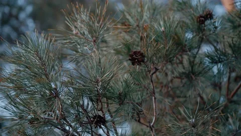 The close-up frame of a pine tree swaying slowly in the gentle breeze Stock Footage 154684408