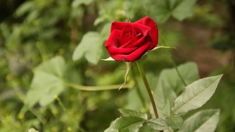 Close the frame. Rose flower. Garden flowers. Summer. Russia. 動画素材 69941214