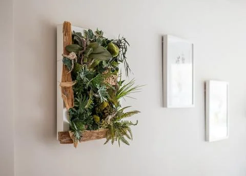 Close-up of framed herbarium composition hanging on a white wall on the Stock Photos