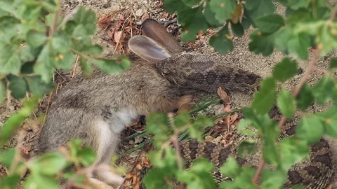 Close-up framed by leaves: Rattle Snake bites, eats cottontail rabbit Stock Footage 247488113