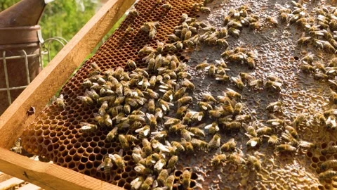 Close up frames bees in a hive frames full of honey and insects. Rich apiary. Stock Footage 272463456