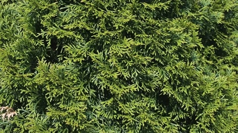 Close-up frames of evergreen foliage, capturing the texture and detail of the Stock Footage 338447887