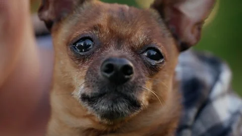 Close-up frames of a small brown chihuahua cradled by a person outdoors, showing Stock Footage 317573810