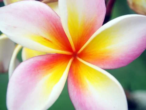 Close up frangipani flower Stock Photos