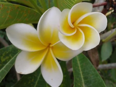 Close up frangipani Stock Photos