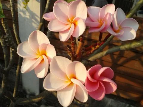 Close up frangipani 库存照片