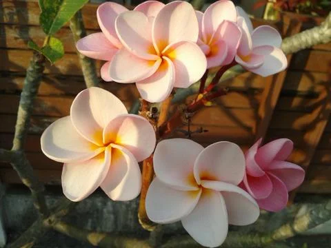 Close up frangipani Stock Photos