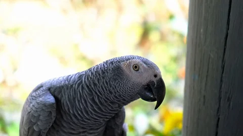 Close up of a free parrot at Bom bom beach resort in principe island. Sao Video stock 129230290