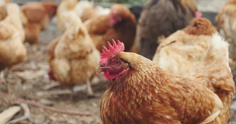 Close up of free range chicken Stock Footage 148493257