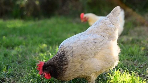 A close up of a free range chicken pecking the ground - slow pano Stock Footage 102604795