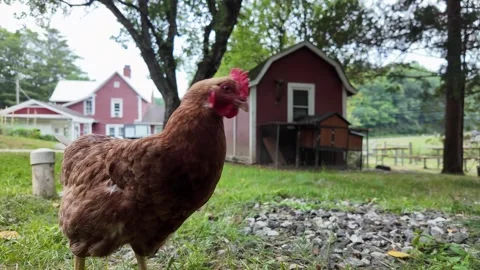 Close up of a free range chicken, rooster in farm yard. Stock Footage 339810145