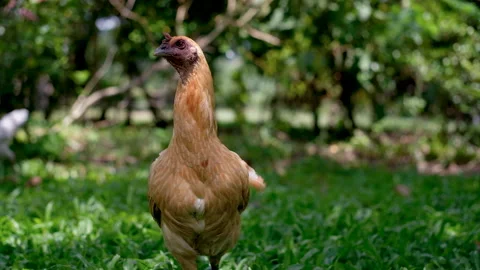 Close-up of a free-range chicken standing on grass and looking around 스톡 동영상 341685328