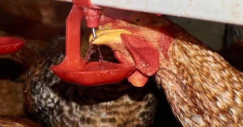 Close up of Free range Chickens drinking water by nipple in backyard farm 写真素材