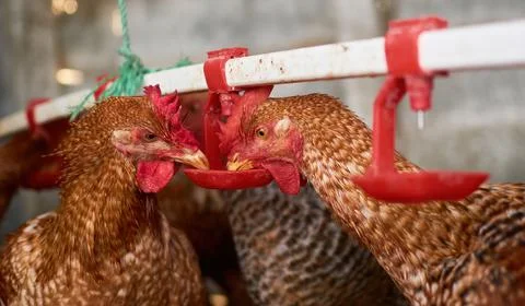 Close up free range Chickens drinking water by nipple in backyard family farm Stock Photos