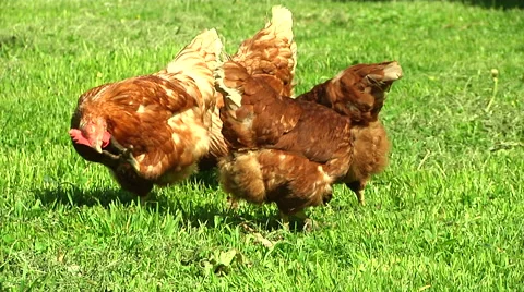 Close Up Free Range Chickens Stock Footage 50480513