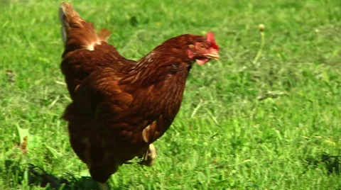 Close Up Free Range Chickens  Stock Footage 50480547