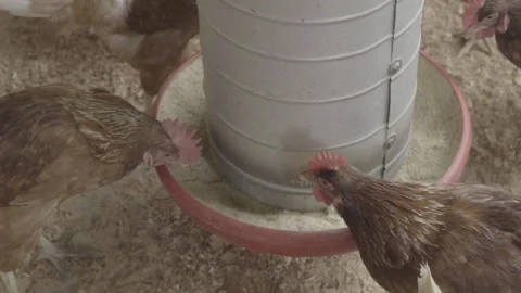 Close-up of Free-Range Chickens (Galinhas Caipiras) Feeding on Grain Stock Footage 320632835