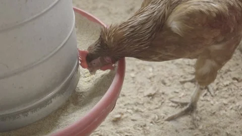 Close-up of Free-Range Chickens (Galinhas Caipiras) Feeding on Grain Stock Footage 320632877