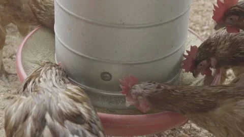 Close-up of Free-Range Chickens (Galinhas Caipiras) Feeding on Grain Stock Footage 320632883
