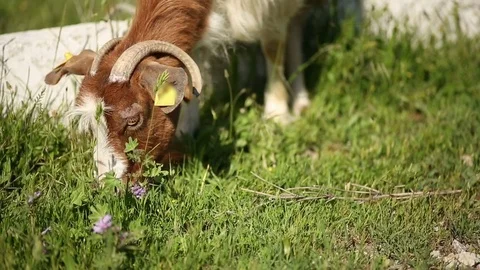Close Up Free Range Goat Eating Plants 스톡 동영상 75046684