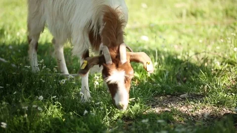 Close Up Free Range Goat Eating Organic Plants Stock Footage 75046705