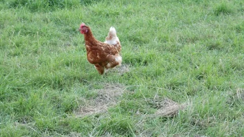 Close up free range hen grazing in the garden Video stock 137103047
