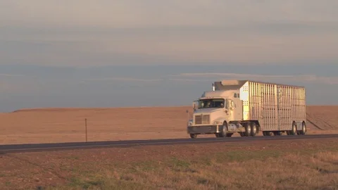 CLOSE UP Freight livestock container semi truck transporting cattle on highway Stock Footage 76433466