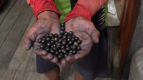 Close up of fresh acai berries fruit in man's dirty hand in Amazon rainforest. Stock Footage 158705101