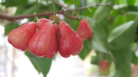 Close-up Fresh and natural ripe rose apple fruit on the tree. Stock Footage 247286268