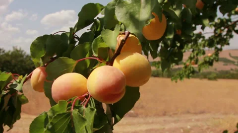 Close up fresh apricots on tree Stock Footage 32723743